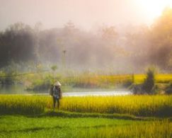 Piste de Ho Chi Minh